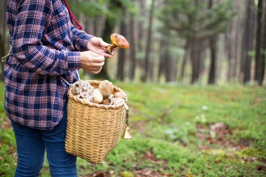 Zbieranie grzybów w Niemczech – jakie zasady obowiązują w lasach?