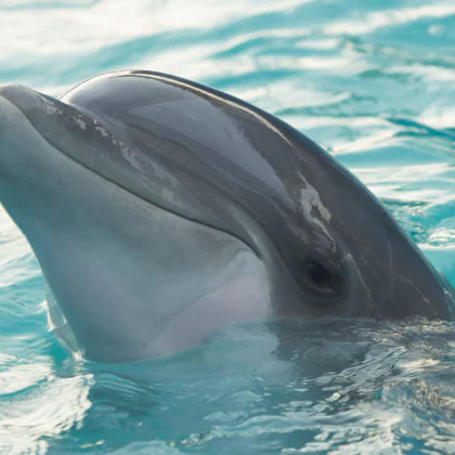 Delfin