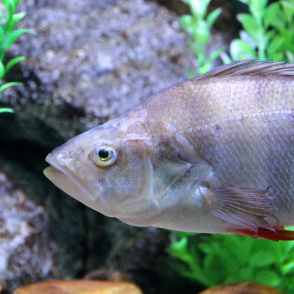 Okoń